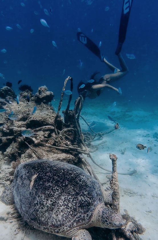 Sea turtle swimming during snorkeling tour with Utopia Catamaran in Nusa Lembongan